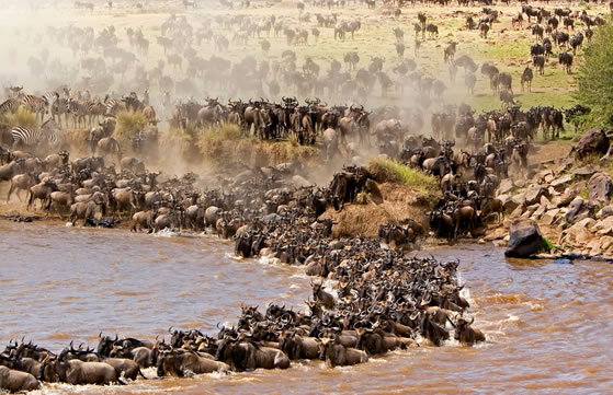 Kenya Wildlife Safari Packages | 5-Days 4 Nights Safari Tour 